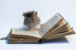 rato-estudando